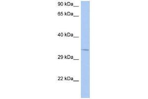 NAPB antibody (70R-10558) used at 0. (NAPB antibody  (N-Term))