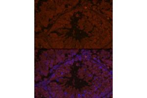 Immunofluorescence analysis of mouse testis using  Rabbit pAb (ABIN1678616, ABIN3017747, ABIN3017748 and ABIN6220230) at dilution of 1:50 (40x lens). (AIM2 antibody  (AA 1-260))
