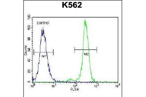 Flow cytometric analysis of K562 cells (right histogram) compared to a negative control cell (left histogram). (CPA3 antibody  (AA 255-284))