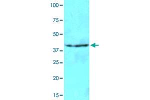 Cell lysates of NIH/3T3 (40 ug) were resolved by SDS-PAGE, transferred to NC membrane and probed with NAT6 monoclonal antibody, clone AT2F4  (1 : 500). (NAT6 antibody  (AA 1-308))