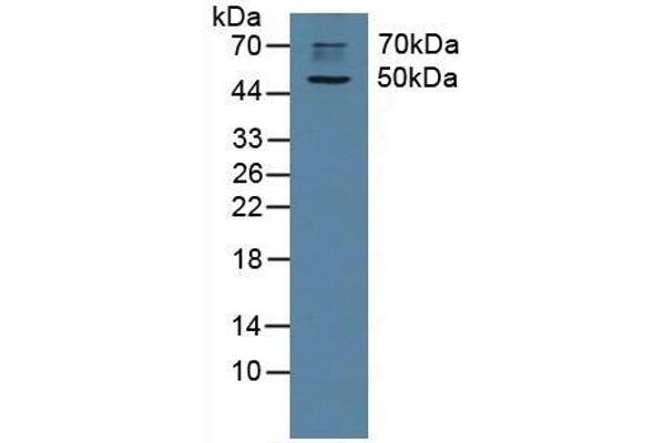 CHRM1 antibody  (AA 210-363)