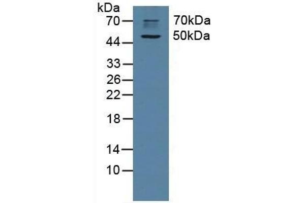 CHRM1 anticorps  (AA 210-363)