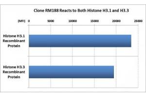 This recombinant Histone H3 antibody reacts to both Histone H3. (Recombinant Histone 3 antibody  (C-Term, pan))