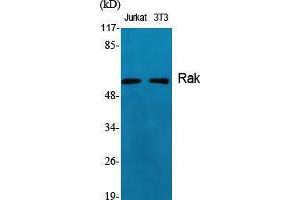 Western Blotting (WB) image for anti-Fyn-Related Kinase (FRK) (Internal Region) antibody (ABIN3186683) (FRK antibody  (Internal Region))
