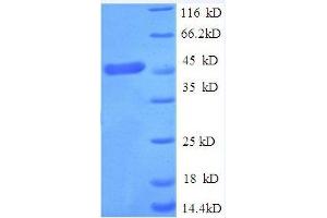 SDS-PAGE (SDS) image for Tumor Necrosis Factor Receptor Superfamily, Member 1A (TNFRSF1A) (AA 31-210) protein (GST tag) (ABIN1047844)