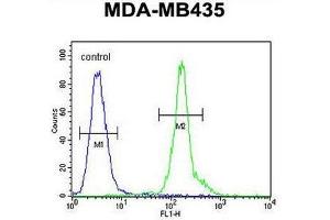 CLEC10A Antibody (N-term) flow cytometric analysis of MDA-MB435 cells (right histogram) compared to a negative control cell (left histogram).