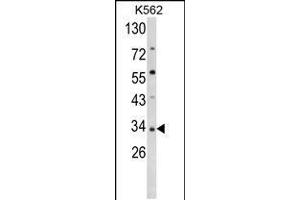 Western blot analysis of SFRP5 Antibody in K562 cell line lysates (35ug/lane)