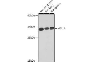 Western blot analysis of extracts of various cell lines, using VGLL4 Rabbit pAb (ABIN7271319) at 1:1000 dilution. (VGLL4 antibody  (AA 96-296))