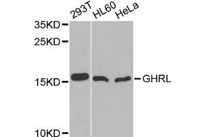 Western blot analysis of extracts of various cell lines, using GHRL antibody (ABIN1872813) at 1:1000 dilution. (Ghrelin antibody)