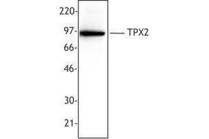 Western Blotting (WB) image for anti-TPX2, Microtubule-Associated, Homolog (Xenopus Laevis) (TPX2) antibody (ABIN2665435) (TPX2 antibody)