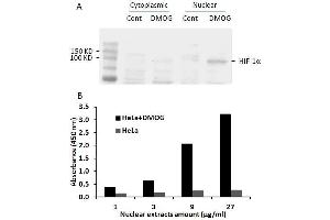 Transcription factor activity assay of HIF-1α from nuclear extracts of HeLa cells or HeLa cells treated with DMOG (1mM) for 4 hr. (HIF1A ELISA Kit)