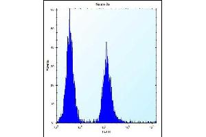 VASH2 Antibody (C-term) (ABIN657877 and ABIN2846833) flow cytometric analysis of Neuro-2a cells (right histogram) compared to a negative control cell (left histogram). (Vasohibin 2 antibody  (C-Term))