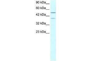 USP3 antibody used at 1. (USP3 antibody  (N-Term))
