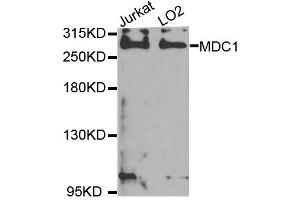 Western blot analysis of extracts of Jurkat and LO2 cell lines, using MDC1 antibody.