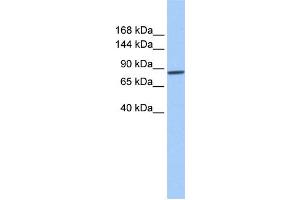 WB Suggested Anti-AP2B1 Antibody Titration: 0. (AP2B1 antibody  (Middle Region))