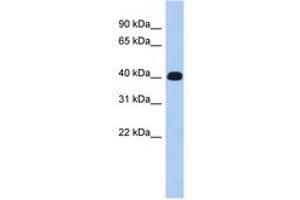 Image no. 1 for anti-Ermin, ERM-Like Protein (ERMN) (AA 215-264) antibody (ABIN6744001) (ERMN antibody  (AA 215-264))