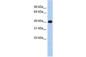 Image no. 1 for anti-Ermin, ERM-Like Protein (ERMN) (AA 215-264) antibody (ABIN6744001)