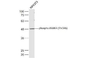 NIH/3T3 lysates probed with IRAK4 (Thr345) Polyclonal Antibody, Unconjugated  at 1:500 dilution and 4˚C overnight incubation. (IRAK4 antibody  (pThr345))
