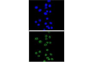 Confocal immunofluorescent analysis of NBN Antibody (C-term) (ABIN655721 and ABIN2845169) with Hela cell followed by Alexa Fluor® 488-conjugated goat anti-rabbit lgG (green). (Nibrin antibody  (C-Term))