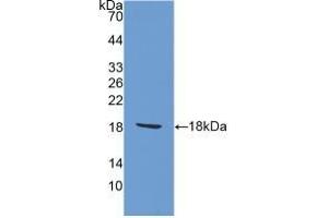 Detection of Recombinant AIF1, Rat using Polyclonal Antibody to Ionized Calcium-binding Adapter Molecule 1 (IBA1) (Iba1 antibody  (AA 1-147))
