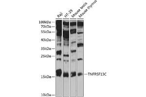 Western blot analysis of extracts of various cell lines, using TNFRSF13C antibody  at 1:3000 dilution. (TNFRSF13C antibody  (AA 1-80))