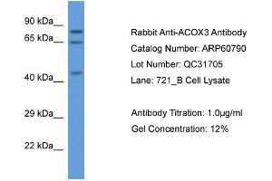 Western Blotting (WB) image for anti-Acyl-CoA Oxidase 3, Pristanoyl (ACOX3) (C-Term) antibody (ABIN2788581) (ACOX3 antibody  (C-Term))