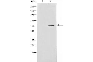 Western blot analysis of BMP3 expression in HeLa cells,The lane on the left is treated with the antigen-specific peptide. (BMP3 antibody  (Internal Region))