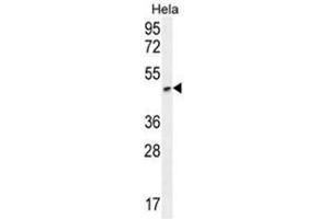 ANGPTL1 Antibody (N-term) western blot analysis in Hela cell line lysates (35µg/lane). (Angiopoietin 4 antibody  (N-Term))