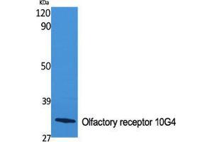 Western Blot (WB) analysis of specific cells using Olfactory receptor 10G4 Polyclonal Antibody.