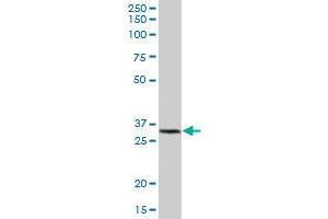 GSTK1 MaxPab polyclonal antibody. (GSTK1 antibody  (AA 1-226))