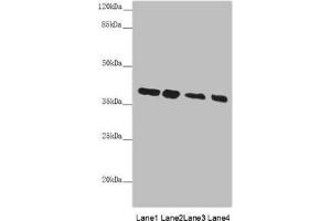 Western blot All lanes: PPP1R8 antibody at 4. (PPP1R8 antibody  (AA 1-209))