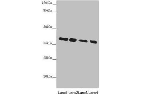 PPP1R8 antibody  (AA 1-209)