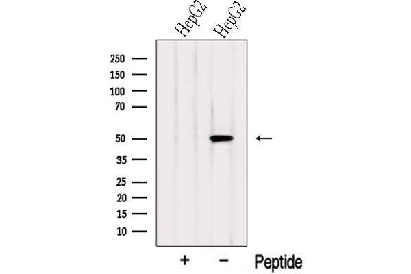 SLC9A3R1 antibody  (Internal Region)