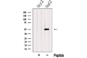 Western blot analysis of extracts from HepG2 cells, using SLC9A3R1 Antibody. (SLC9A3R1 antibody  (Internal Region))