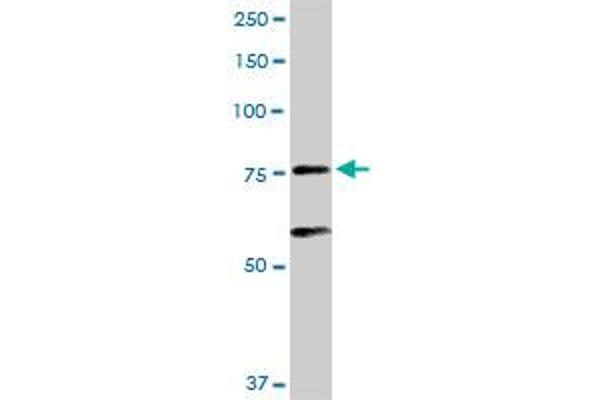 ARNT antibody  (AA 1-789)