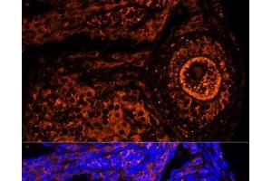 Immunofluorescence analysis of Mouse oophoroma cells using ZP2 Polyclonal Antibody at dilution of 1:100. (ZP2 antibody)