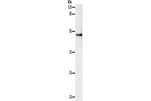 Western Blotting (WB) image for anti-Dopamine Receptor D1 (DRD1) antibody (ABIN2431237) (Dopamine Receptor d1 antibody)
