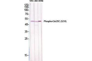 Western Blot (WB) analysis of specific cells using Phospho-Cdc25C (S216) Polyclonal Antibody. (CDC25C antibody  (pSer216))