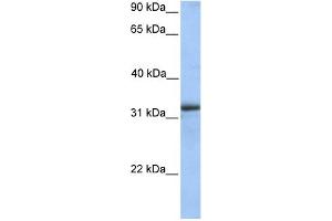 WB Suggested Anti-ETFA Antibody Titration: 0. (ETFA antibody  (Middle Region))