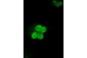 Anti-ID3 mouse monoclonal antibody (ABIN2453156) immunofluorescent staining of COS7 cells transiently transfected by pCMV6-ENTRY ID3 (RC200583). (ID3 antibody)