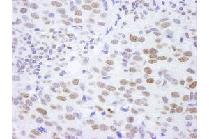 Immunohistochemistry (IHC) image for anti-Histone H4 (HISTH4) (C-Term) antibody (ABIN7448595) (Histone H4 antibody  (C-Term))