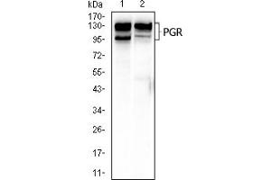 Western blot analysis using PGR mouse mAb against T47D (1), and C2C12 (2) cell lysate.