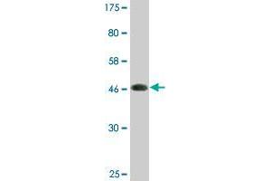 Western Blot detection against Immunogen (48. (COPS8 antibody  (AA 1-209))