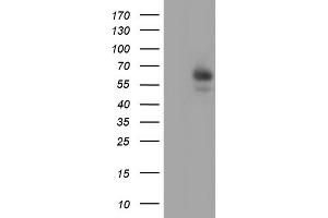 Western Blotting (WB) image for anti-Amylase, alpha 2A (Pancreatic) (AMY2A) (AA 135-408) antibody (ABIN2715974)