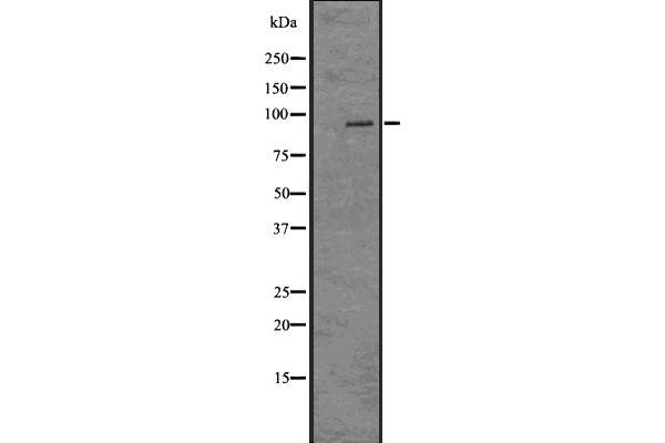 Histone H2A antibody  (acLys9)