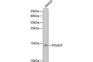 Western blot analysis of extracts of SW620 cells using POLR2F Polyclonal Antibody at dilution of 1:1000.