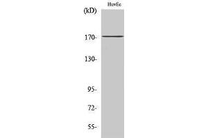 Western Blotting (WB) image for anti-Collagen, Type XI, alpha 2 (COL11A2) (C-Term) antibody (ABIN3183997) (COL11A2 antibody  (C-Term))