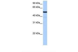 Image no. 1 for anti-Butyrophilin-Like 8 (BTNL8) (N-Term) antibody (ABIN6738640) (BTNL8 antibody  (N-Term))