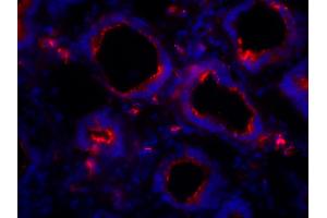 Frozen chicken intestine tissue section was stained with Mouse Anti-Chicken IgA-BIOT and DAPI. (Mouse anti-Chicken IgA Antibody (PE))