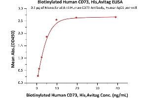 Immobilized Monoclonal A CD73 Antibody, Human IgG1 at 5 μg/mL (100 μL/well) can bind Biotinylated Human CD73, His,Avitag (ABIN6810044,ABIN6938889) with a linear range of 0. (CD73 Protein (AA 27-549) (His tag,AVI tag,Biotin))